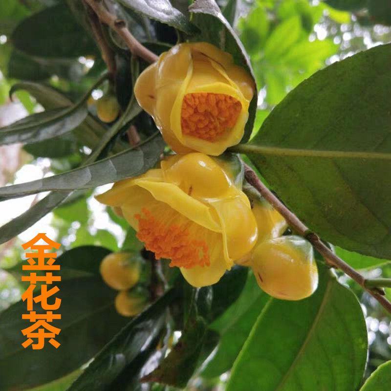 金花茶苗防城金花茶树名贵种金花茶树苗广西防普金花茶盆栽茶