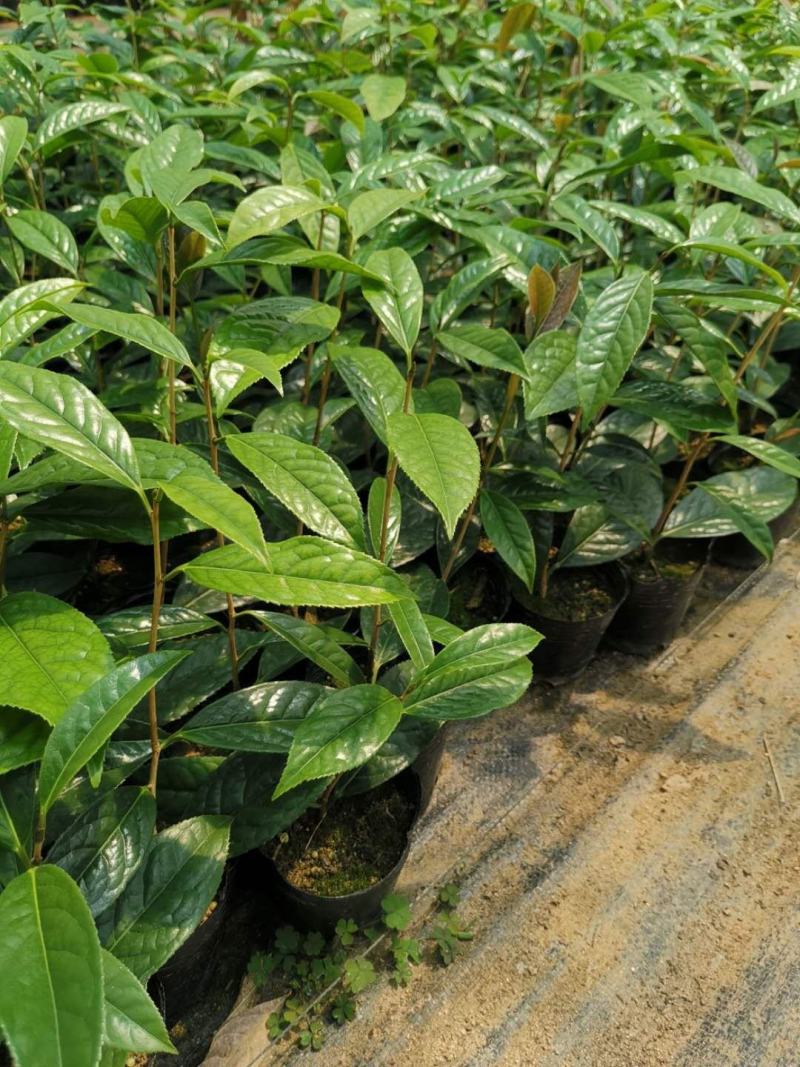 金花茶苗防城金花茶树名贵种金花茶树苗广西防普金花茶盆栽茶