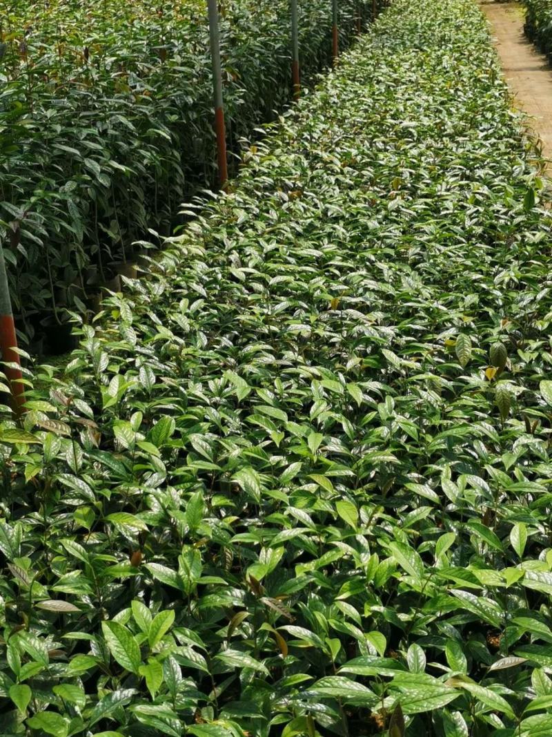金花茶苗防城金花茶树名贵种金花茶树苗广西防普金花茶盆栽茶