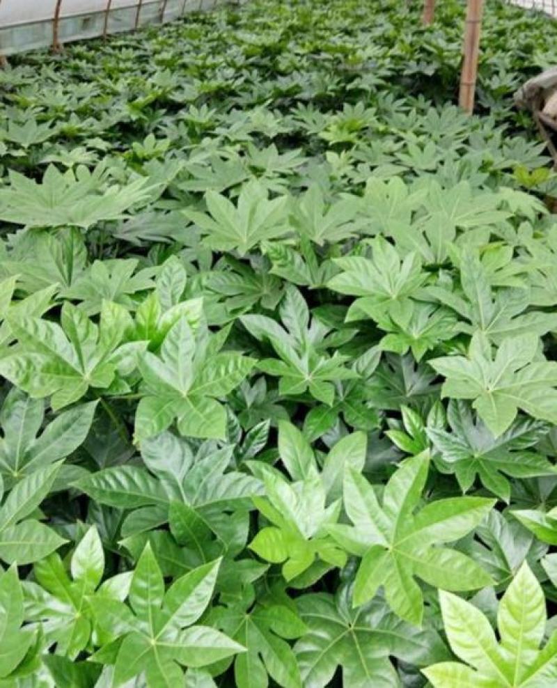 新采八角金盘种子花卉种子绿植种子八手种子手树种子