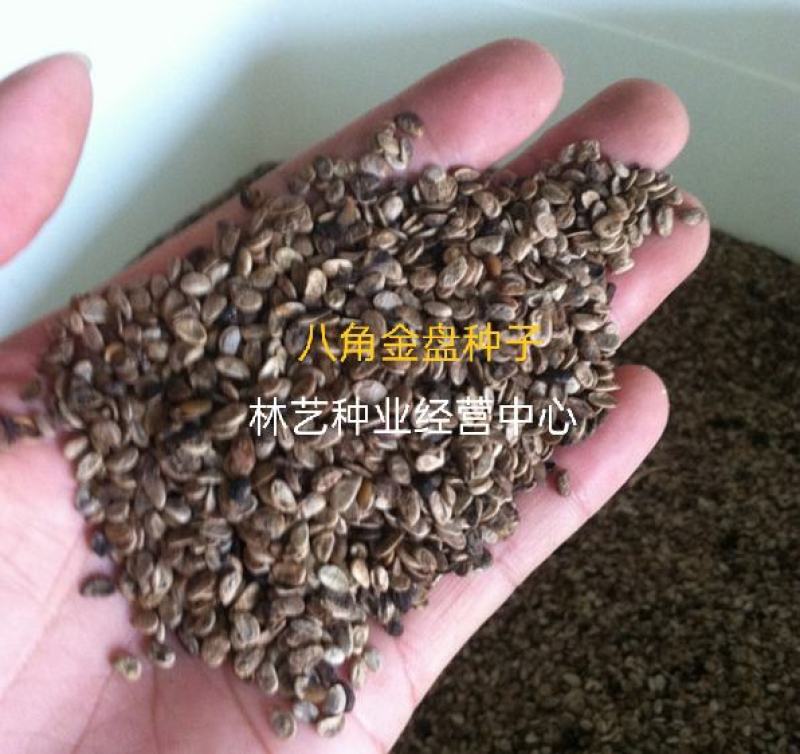 新采八角金盘种子花卉种子绿植种子八手种子手树种子