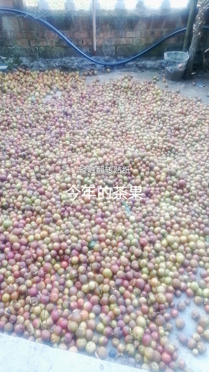 我家想卖茶果生的