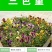三色堇种子冬季耐寒四季播种易活阳台室外庭院猫儿脸蝴蝶花卉