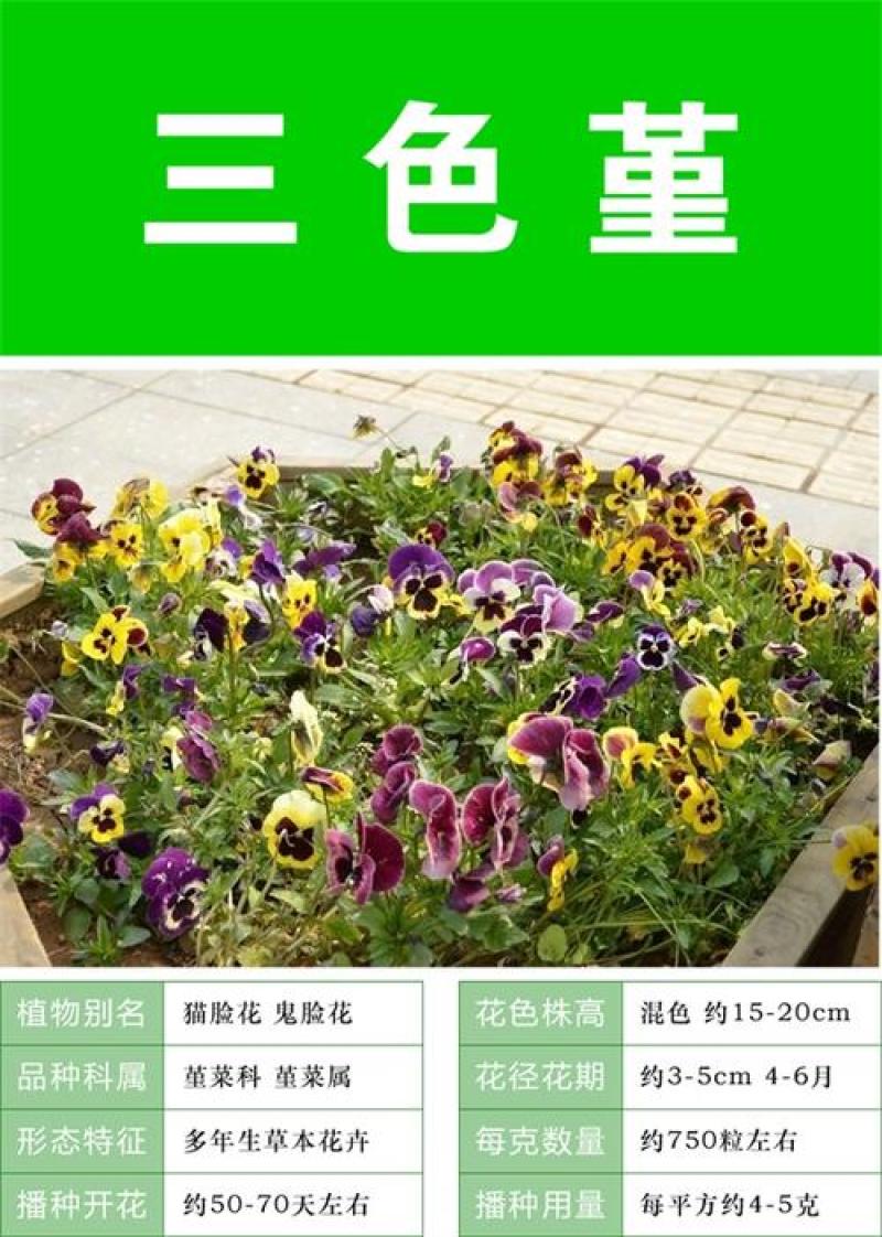 三色堇种子冬季耐寒四季播种易活阳台室外庭院猫儿脸蝴蝶花卉