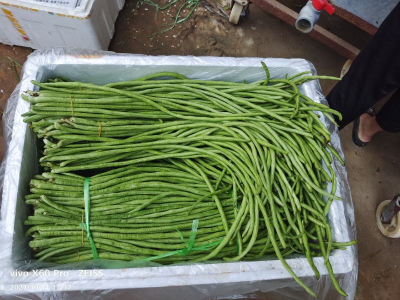 精品长豆角大量供应平台、产地直发，实力对接
