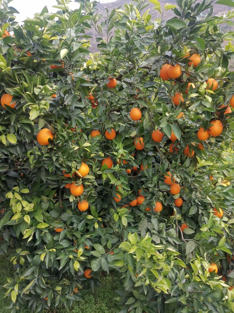 脐橙长虹圆虹原产地水果奉节脐橙品种繁多、量大价优