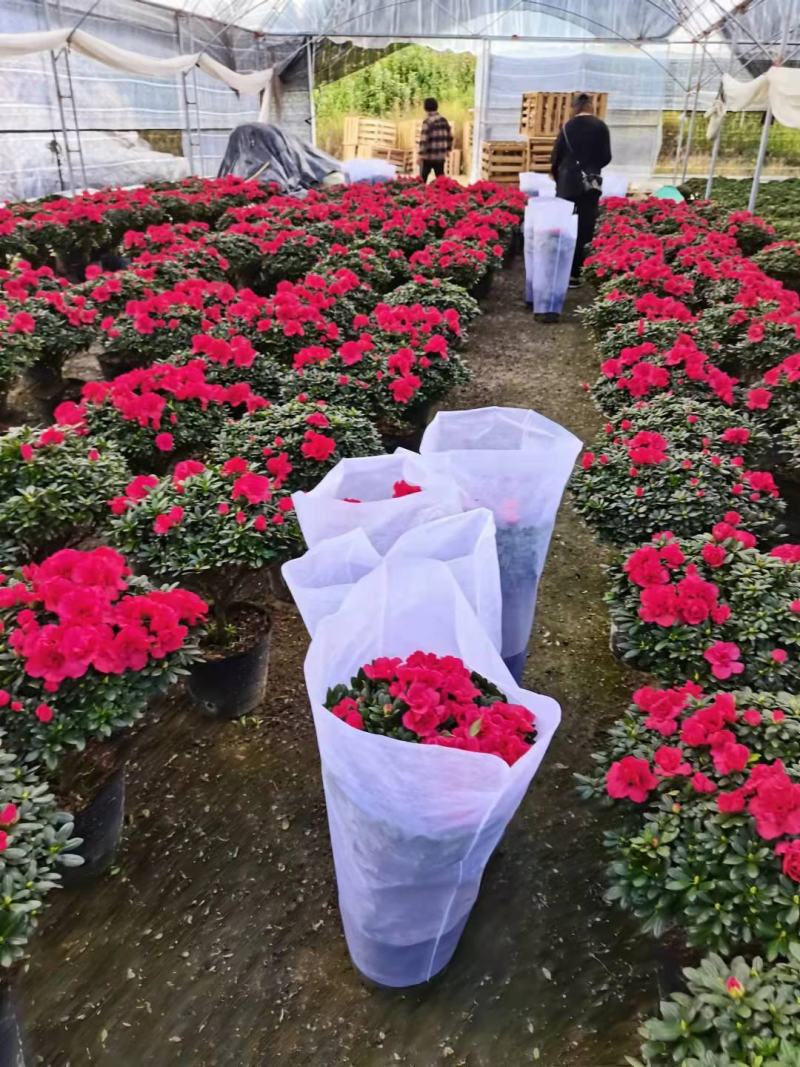 大红杜鹃花盆栽玫红比利时杜鹃花植物工程绿化苗木基地批发