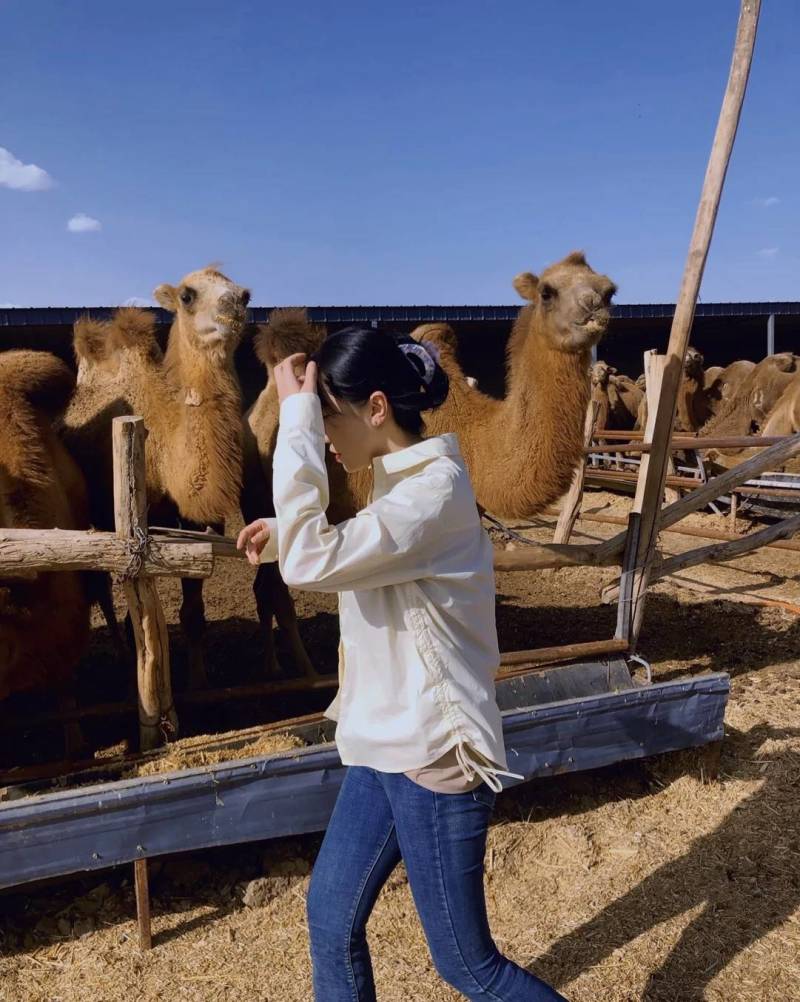 骆驼肉现宰无骨去皮瘦肉牧场直发