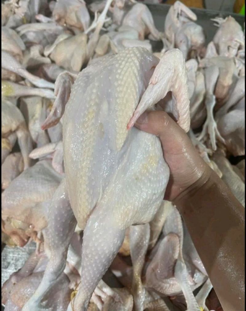 文昌鸡。