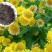 日光菊种子景观花海草花赛菊芋宿根盆栽花籽耐寒耐阴花期长