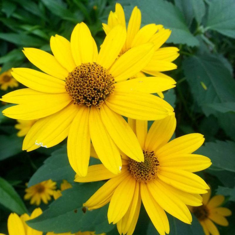 日光菊种子景观花海草花赛菊芋宿根盆栽花籽耐寒耐阴花期长