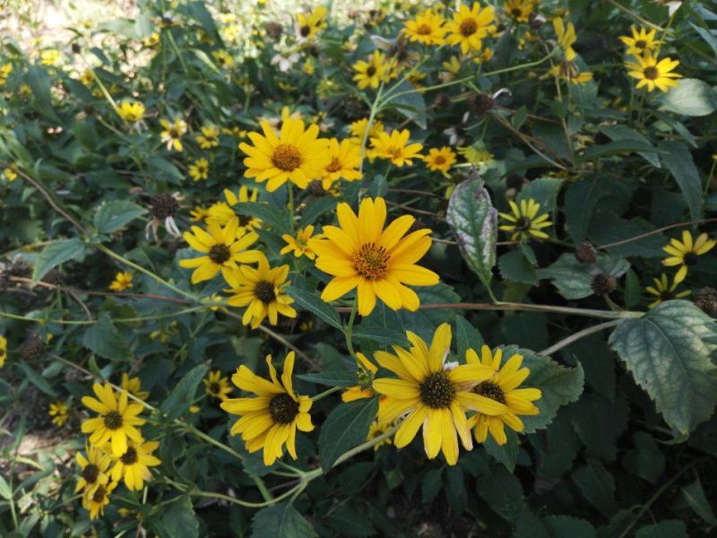日光菊种子景观花海草花赛菊芋宿根盆栽花籽耐寒耐阴花期长