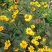 日光菊种子景观花海草花赛菊芋宿根盆栽花籽耐寒耐阴花期长