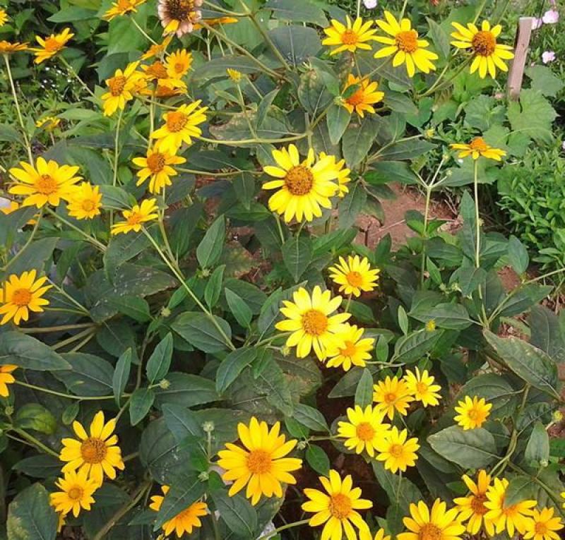 日光菊种子景观花海草花赛菊芋宿根盆栽花籽耐寒耐阴花期长