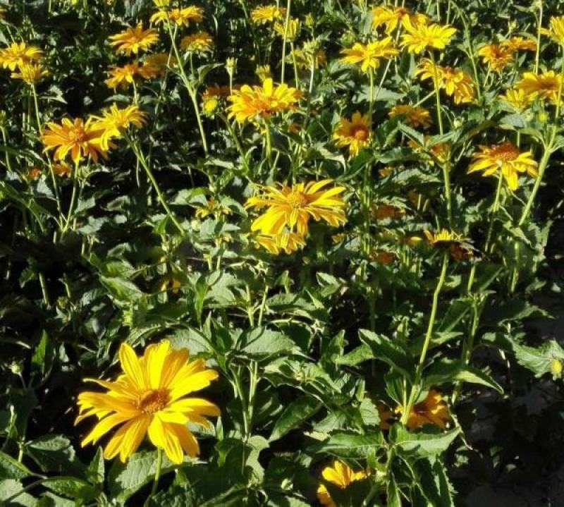 日光菊种子景观花海草花赛菊芋宿根盆栽花籽耐寒耐阴花期长