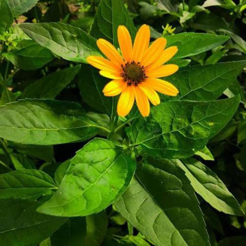 日光菊种子景观花海草花赛菊芋宿根盆栽花籽耐寒耐阴花期长