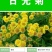 日光菊种子景观花海草花赛菊芋宿根盆栽花籽耐寒耐阴花期长