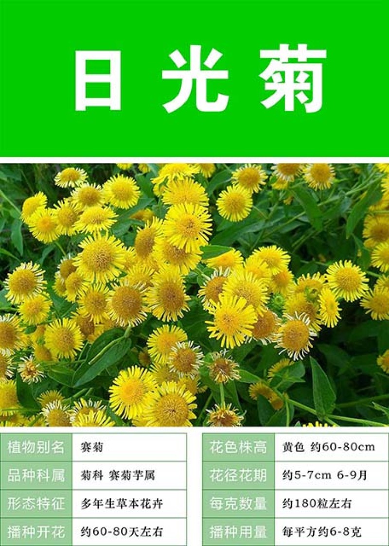 日光菊种子景观花海草花赛菊芋宿根盆栽花籽耐寒耐阴花期长