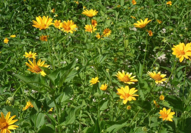 日光菊种子景观花海草花赛菊芋宿根盆栽花籽耐寒耐阴花期长