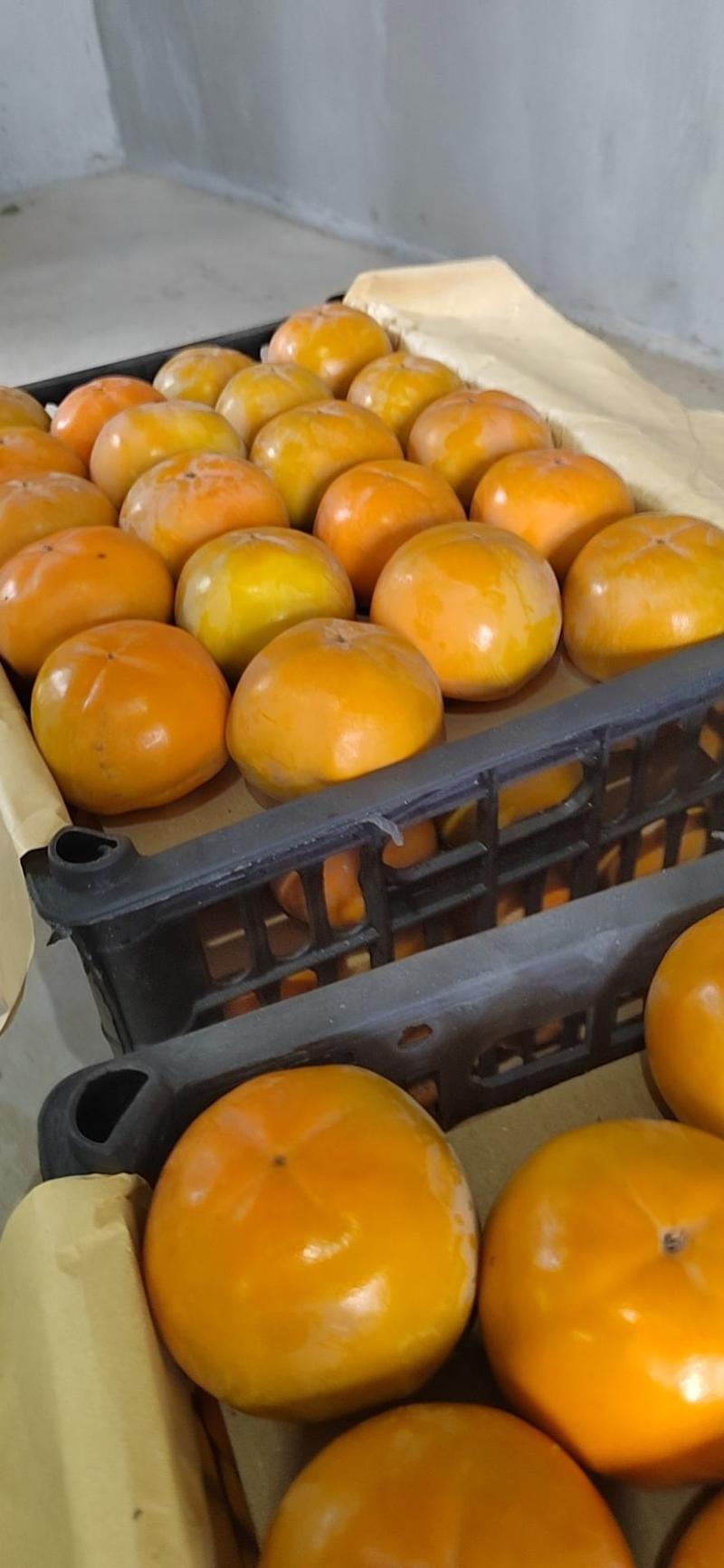 礼泉阳峰脆甜柿子大量上市果面干净，颜色亮货源充足量大从优