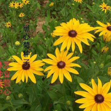 黑心菊种子四季易播种黑心金光菊种子景观绿化耐旱耐寒花草籽