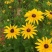 黑心菊种子四季易播种黑心金光菊种子景观绿化耐旱耐寒花草籽