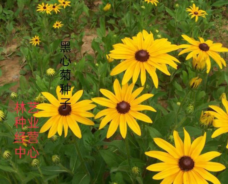 黑心菊种子四季易播种黑心金光菊种子景观绿化耐旱耐寒花草籽