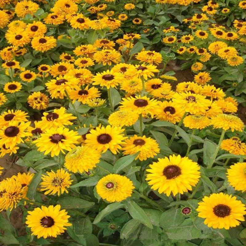 黑心菊种子四季易播种黑心金光菊种子景观绿化耐旱耐寒花草籽