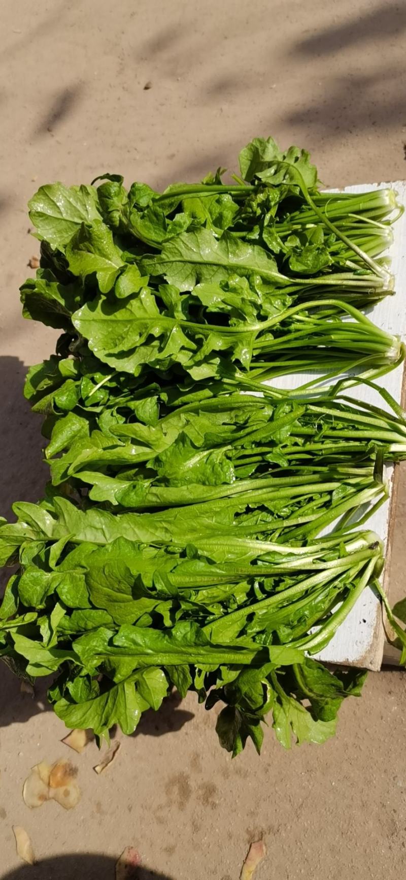 荠菜鲜荠菜现挖现发产地直发全国发货