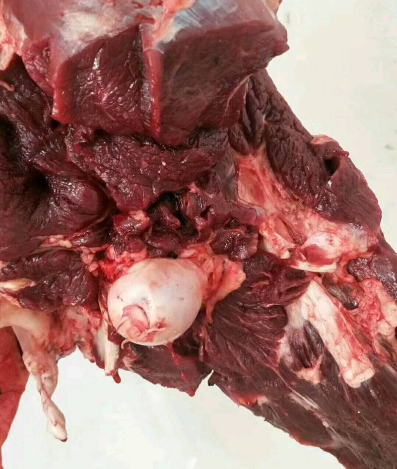 带骨带髓骆驼肉现宰切块十斤起拍