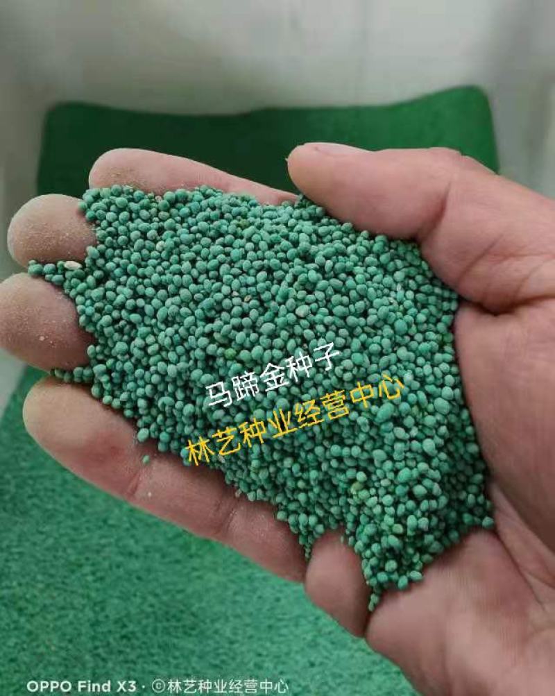 马蹄金种子草籽草坪种子小金钱草铜钱草种子四季常青耐高温