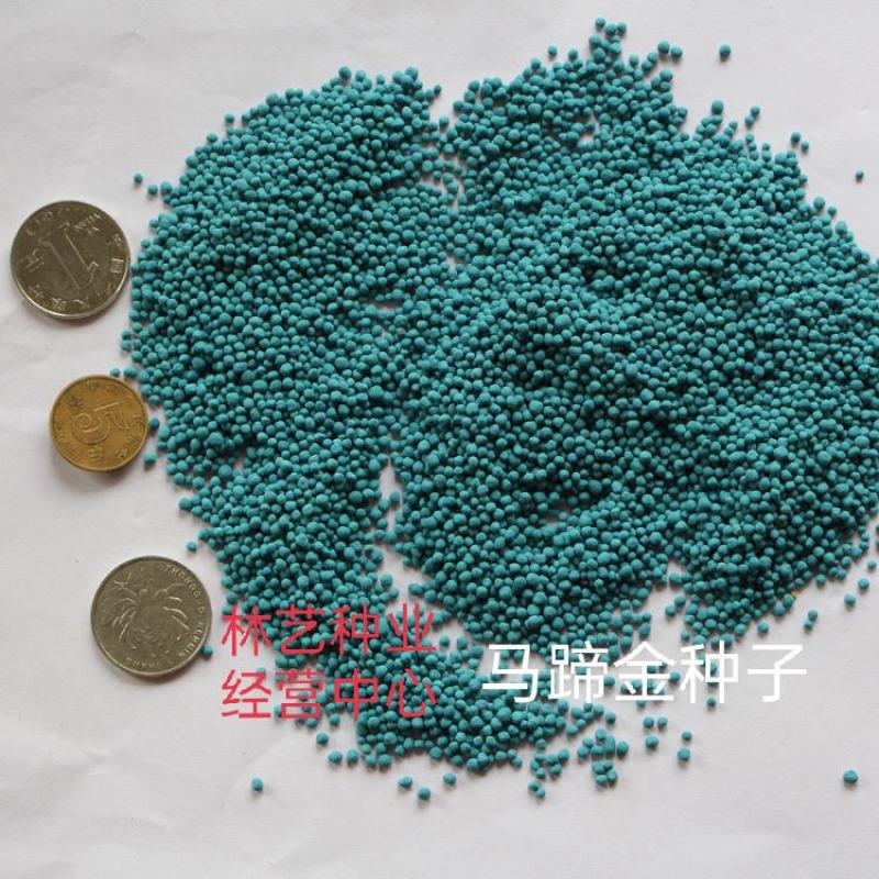 马蹄金种子草籽草坪种子小金钱草铜钱草种子四季常青耐高温