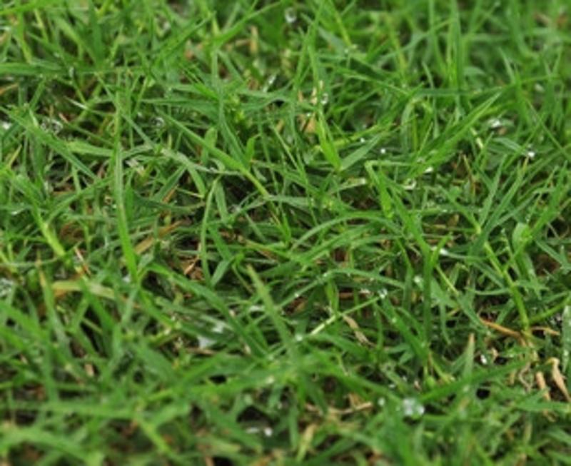 果岭草种子庭院高尔夫球场专用草坪草籽耐寒耐践踏四季常青