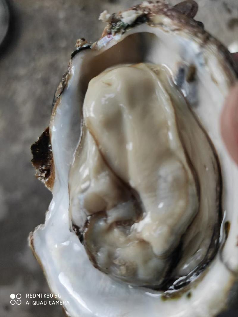 湛江生蚝，广东蚝，正宗湛江脆肉蚝，牡蛎，湛江烤蚝，原味蚝