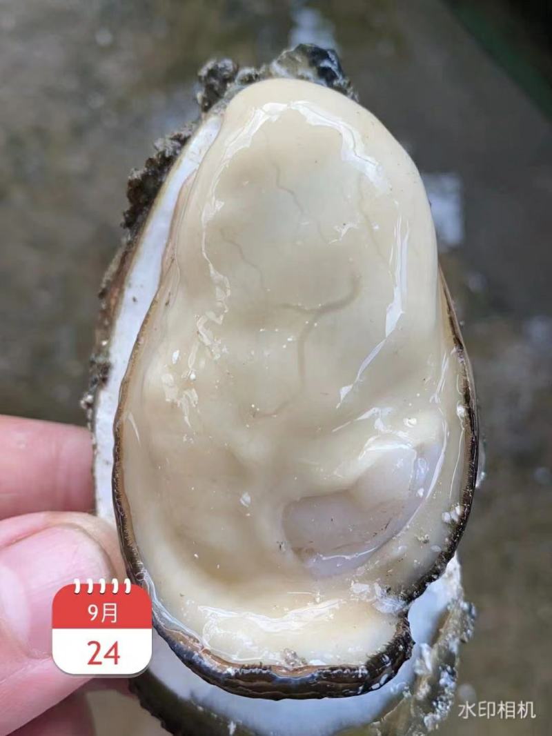 湛江生蚝，广东蚝，正宗湛江脆肉蚝，牡蛎，湛江烤蚝，原味蚝