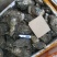 湛江生蚝，广东蚝，正宗湛江脆肉蚝，牡蛎，湛江烤蚝，原味蚝
