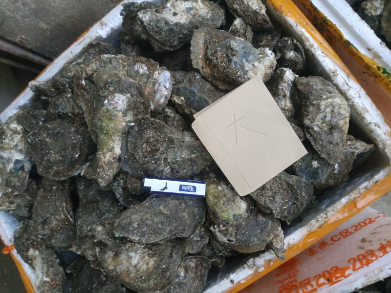 湛江生蚝，广东蚝，正宗湛江脆肉蚝，牡蛎，湛江烤蚝，原味蚝