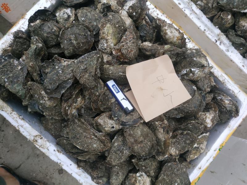 湛江生蚝，广东蚝，正宗湛江脆肉蚝，牡蛎，湛江烤蚝，原味蚝