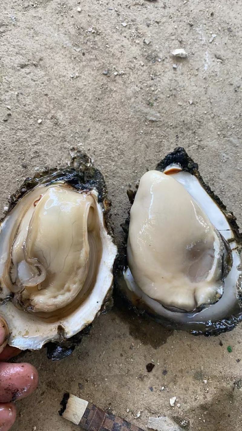 湛江生蚝，广东蚝，正宗湛江脆肉蚝，牡蛎，湛江烤蚝，原味蚝