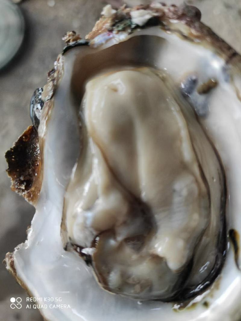 湛江生蚝，广东蚝，正宗湛江脆肉蚝，牡蛎，湛江烤蚝，原味蚝
