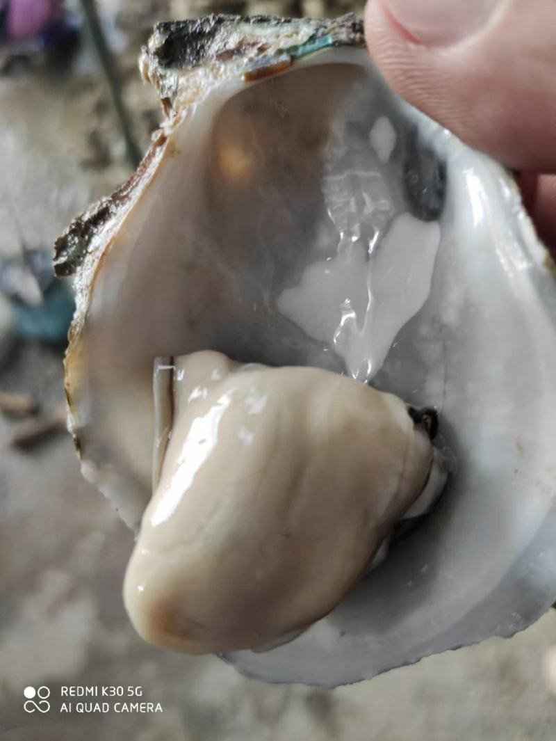 湛江生蚝，广东蚝，正宗湛江脆肉蚝，牡蛎，湛江烤蚝，原味蚝