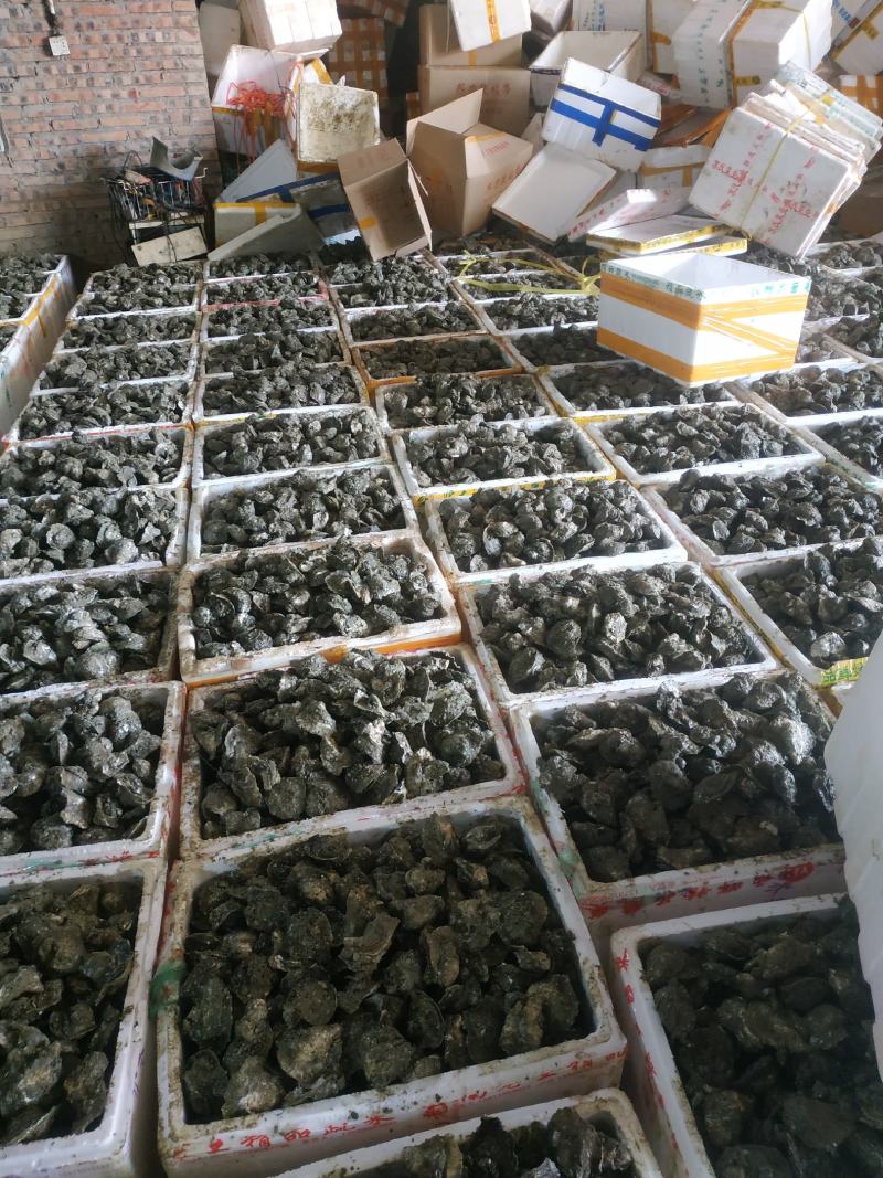 湛江生蚝，广东蚝，正宗湛江脆肉蚝，牡蛎，湛江烤蚝，原味蚝