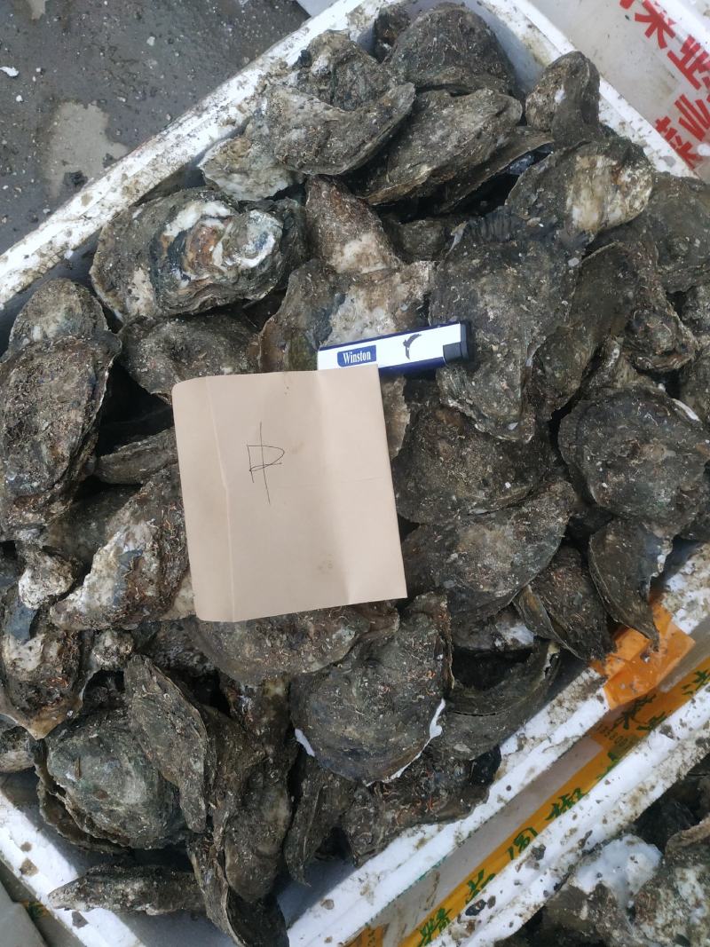 湛江生蚝，广东蚝，正宗湛江脆肉蚝，牡蛎，湛江烤蚝，原味蚝