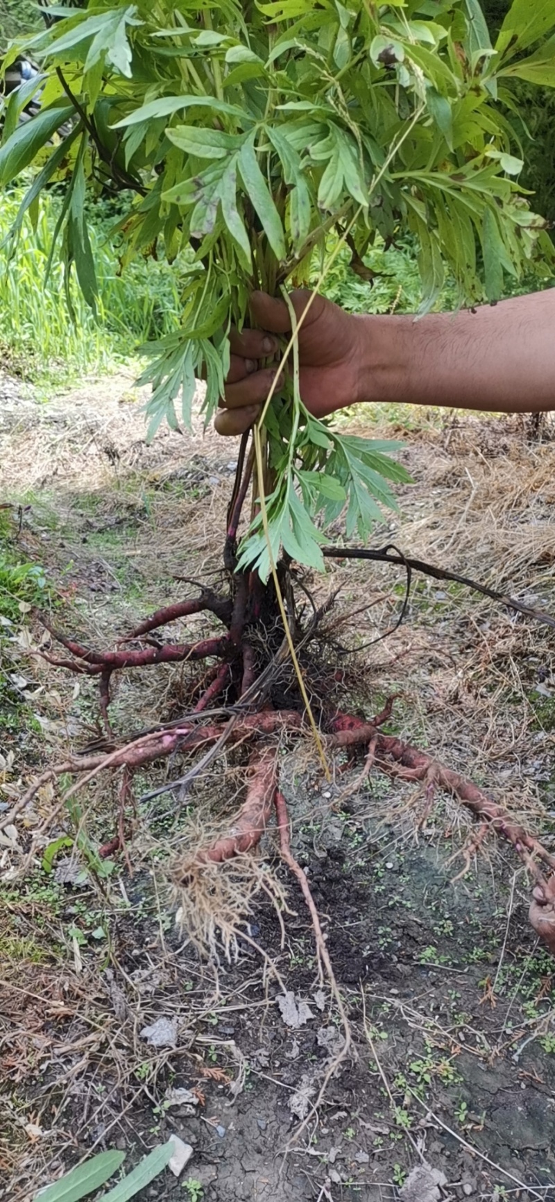 羌活川赤芍等等