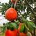 暹罗红柚苗，冰糖味香甜，新品种，红皮红肉的柚子