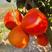 暹罗红柚苗，冰糖味香甜，新品种，红皮红肉的柚子