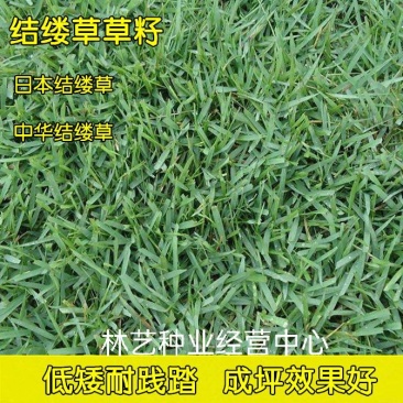 草坪种子结缕草种子矮生四季青草籽耐阴抗旱践踏护坡护堤
