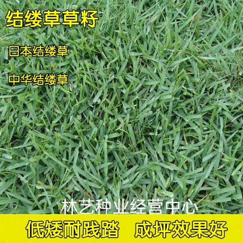 草坪种子结缕草种子矮生四季青草籽耐阴抗旱践踏护坡护堤