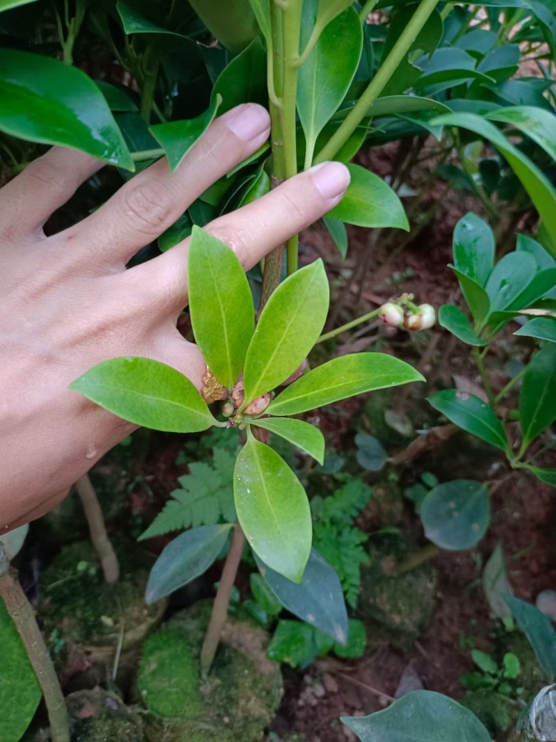 大红八角苗嫁接苗开花结果快营养杯苗带土带叶发货