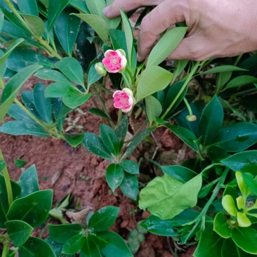 大红八角苗嫁接苗开花结果快营养杯苗带土带叶发货